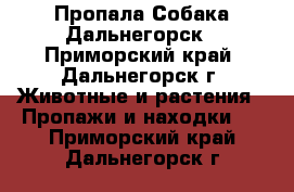 Пропала Собака Дальнегорск - Приморский край, Дальнегорск г. Животные и растения » Пропажи и находки   . Приморский край,Дальнегорск г.